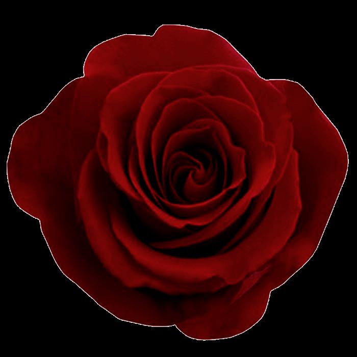 very small image of a rose